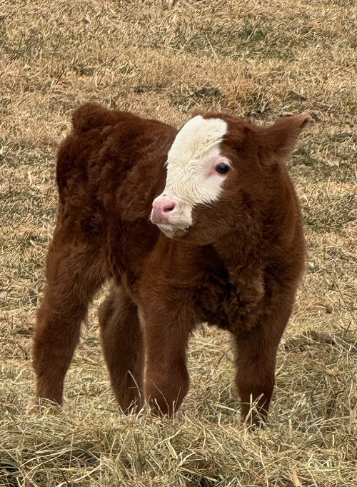 miniature jersey and lowline cross bull calves